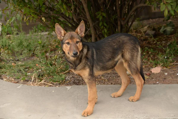 Canis Lupus Family Aris Canis Familiaris — 스톡 사진