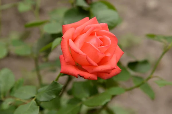 Rosa Rosa Selvatica Rosa Genere Forma Culturale Delle Piante Della — Foto Stock