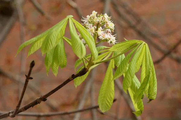 Castanea Tourn Rod Luštěnin — Stock fotografie