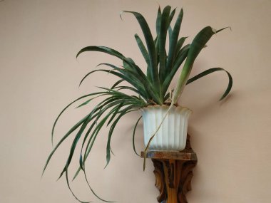 Epiphyllum (lat. Epiphyllum) - kaktüs ailesinin epifitik kaktüsü cinsi.