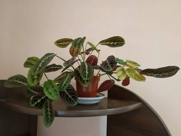 Κράουτον Λάτ Crton Γένος Φυτών Της Οικογένειας Euphorbia Euphorbiaceae — Φωτογραφία Αρχείου
