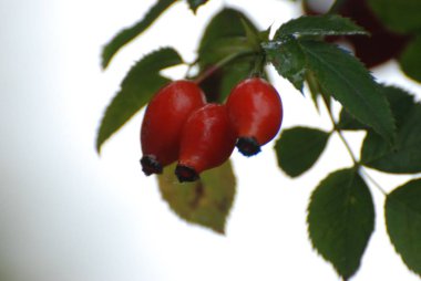 Olgun kalça dalları