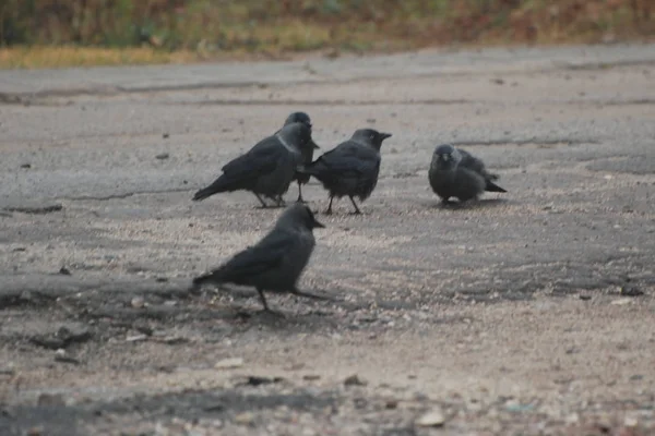 Hawk Corvus Monedula Species Birds Genus Crow — Stock Photo, Image