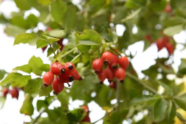 Olgun kalça dalları