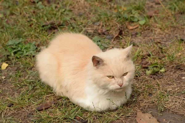 Легкий Котёнок Отдыхает Земле — стоковое фото