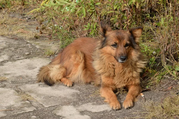 Собака Собака Canis Lupus Familiaris Canis Familiaris — стоковое фото