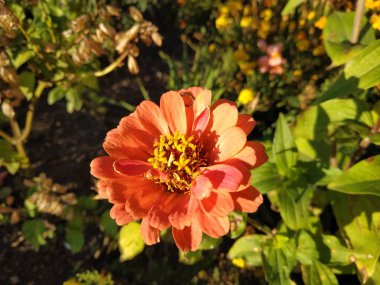 Zinnia Asteraceae ailesinin yıllık ve çok yıllık bitkilerin bir cins.