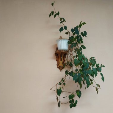 Crowton (lattır. Crton) - Euphorbia (Euphorbiaceae) familyasının bitki cinsi)