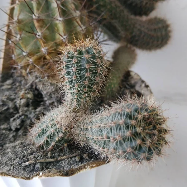 Cactus Cactaceae Família Plantas Suculentas Ordem Dos Cravos Caryophyllales — Fotografia de Stock