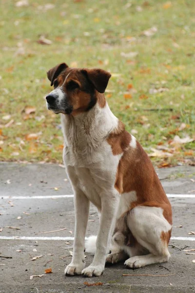 Köpek Evcil Köpek Canis Lupus Familiaris — Stok fotoğraf