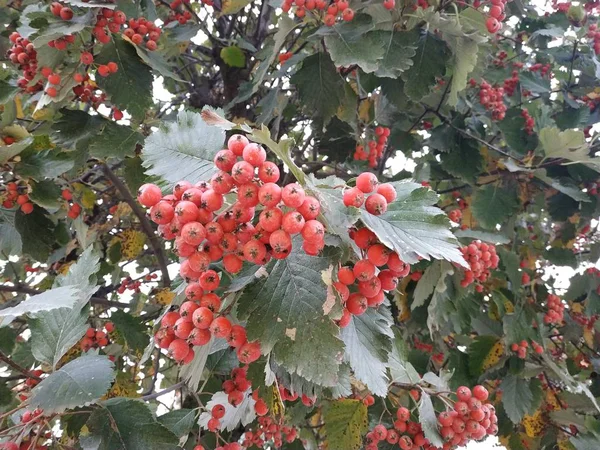 Common Mushrooms Red Currant Latin Viburnum Opulus — Stock Photo, Image