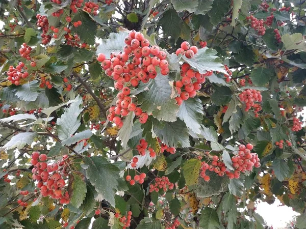 Обыкновенные Грибы Красная Смородина Latin Viburnum Opulus — стоковое фото