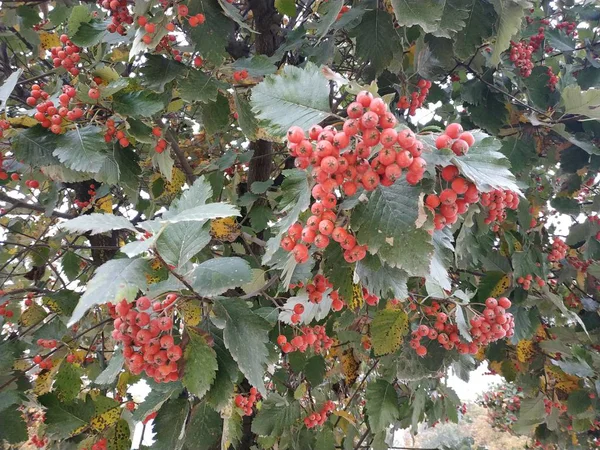 Обыкновенные Грибы Красная Смородина Latin Viburnum Opulus — стоковое фото