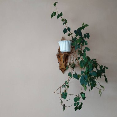 Crowton (lattır. Crton) - Euphorbia (Euphorbiaceae) familyasının bitki cinsi)