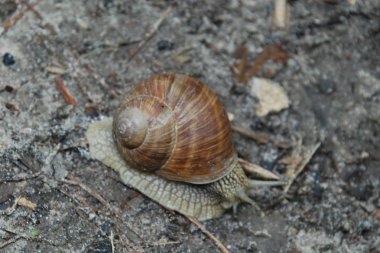 Salyangoz, ya da bazen daha az düzgün bir salyangoz
