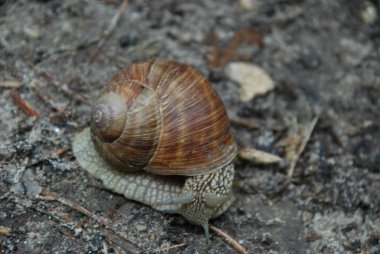 Salyangoz, ya da bazen daha az düzgün bir salyangoz