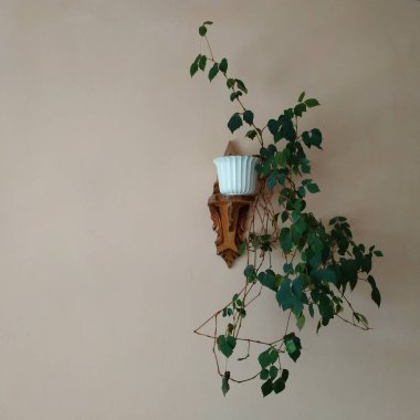 Crowton (lattır. Crton) - Euphorbia (Euphorbiaceae) familyasının bitki cinsi)