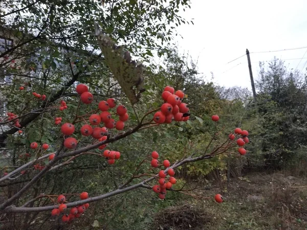 Загальні Гриби Червоний Куррант Латинський Viburnum Opulus — стокове фото