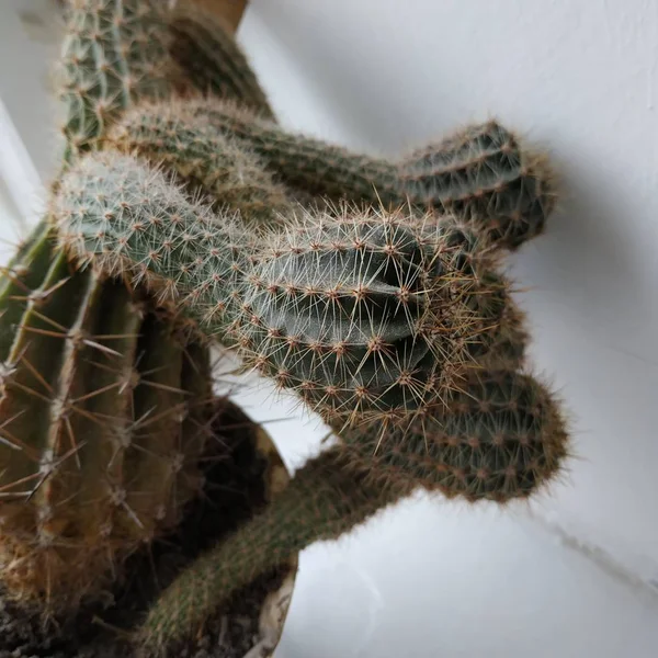 Cactus Cactaceae Família Plantas Suculentas Ordem Dos Cravos Caryophyllales — Fotografia de Stock