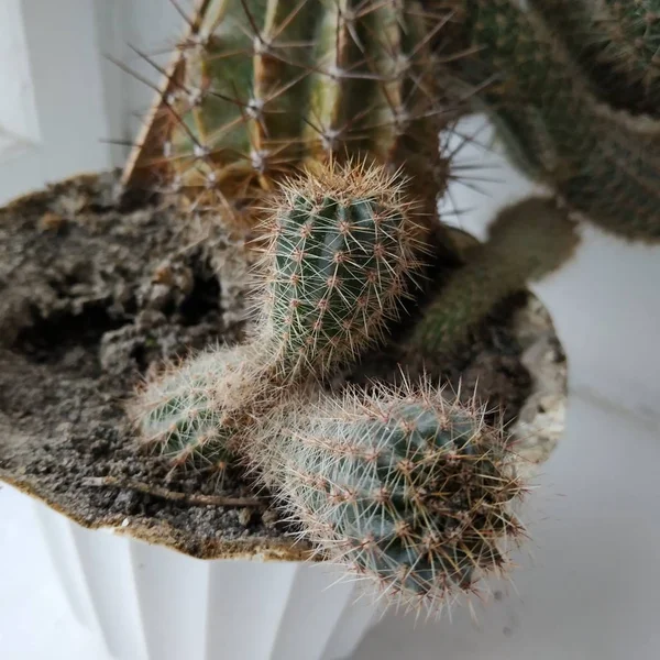 Cactus Cactaceae Família Plantas Suculentas Ordem Dos Cravos Caryophyllales — Fotografia de Stock