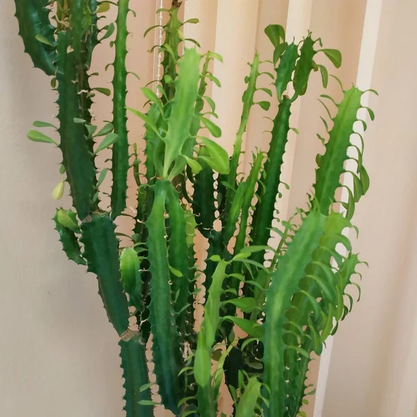 Cactus Cactaceae 카네이션 Caryophyllales 일종인 — 스톡 사진