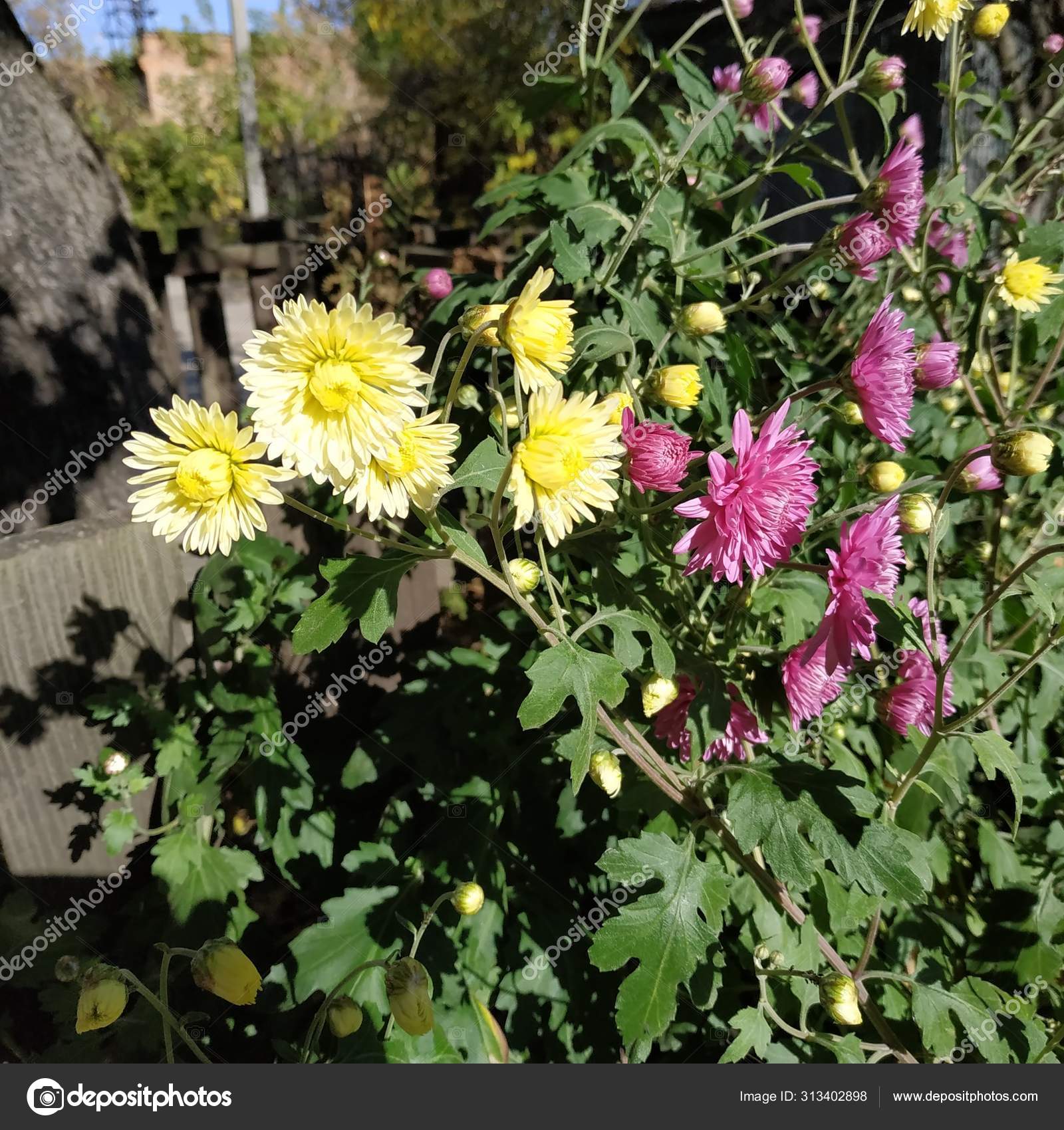 Chrysanthemum Chrysanthemum Genus Flowering Plants Aster Family — Stock