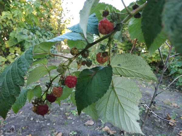 树莓欧洲 平原树莓或只是覆盆子 — 图库照片
