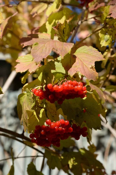 Paddenstoelen Rode Bessen Latin Viburnum Opulus — Stockfoto