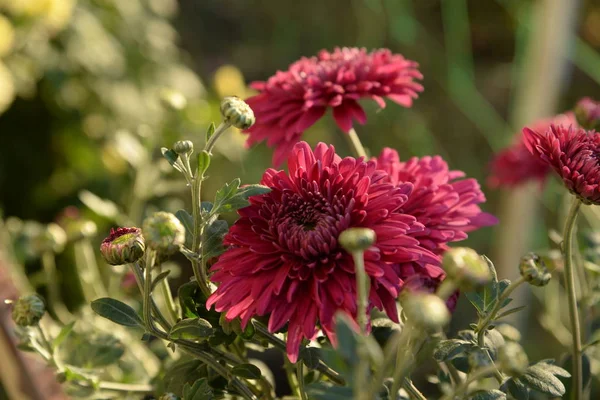 Chrysanthemum Género Plantas Con Flores Perteneciente Familia Aster — Foto de Stock