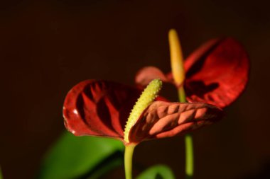 Anthurium (Latince Anthrium) - Aroidler (Araceae) familyasından bir bitki familyası.).