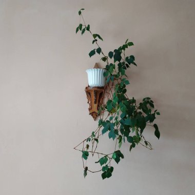 Crowton (lattır. Crton) - Euphorbia (Euphorbiaceae) familyasının bitki cinsi)