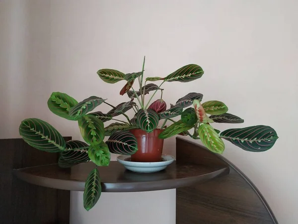 Crowton Lat Crton Pflanzengattung Der Familie Euphorbia Euphorbiaceae — Stockfoto