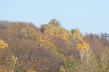 Karpat Dağlarının yumuşak yamaçları