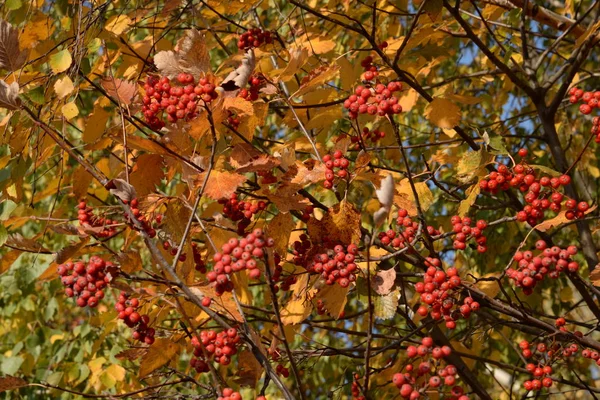 Champignons Communs Groseilles Rouges Viburnum Opulus Latin — Photo