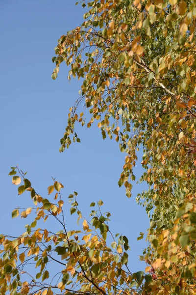 Alter Herbstwald Gesamtübersicht — Stockfoto