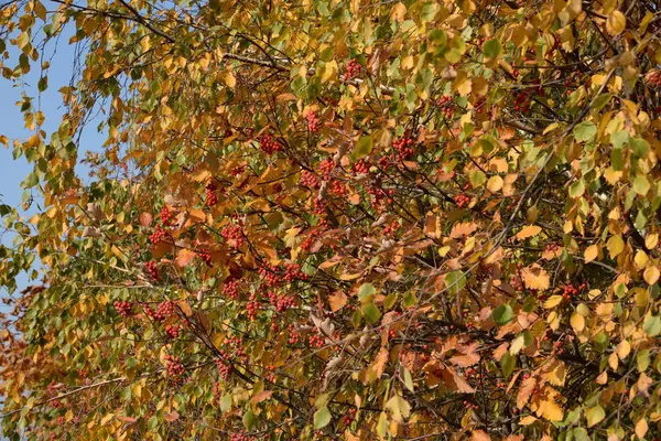 Vecchia Foresta Autunnale Vista Generale — Foto Stock