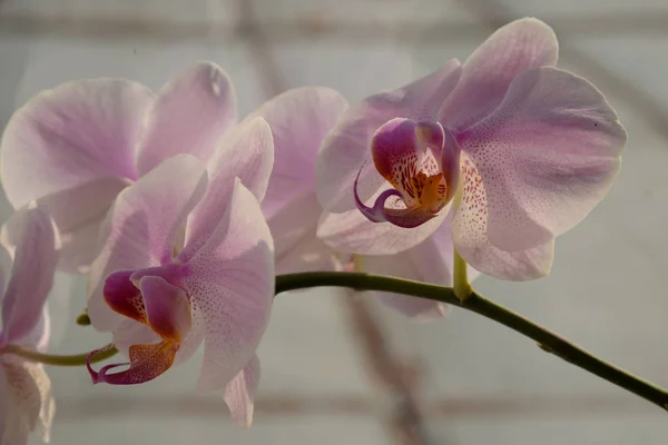 Zozuliantsev Orchidaceae Orchidaceae Bitkisel Bitkilerin Uzun Ömürlü Karasal Veya Epifiz — Stok fotoğraf