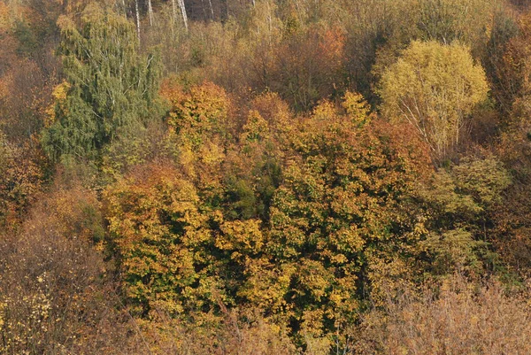 Alter Herbstwald Gesamtübersicht — Stockfoto
