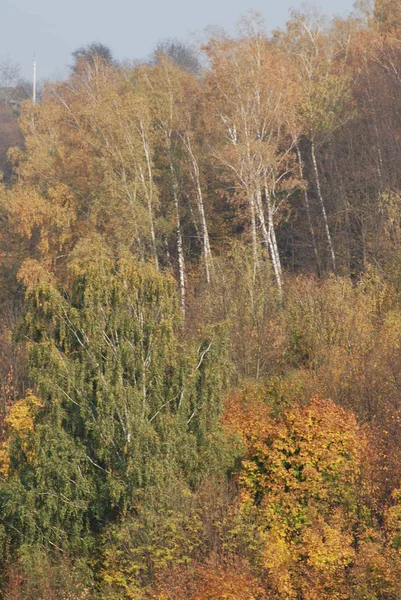 Lereng Yang Lembut Dari Pegunungan Carpathian — Stok Foto