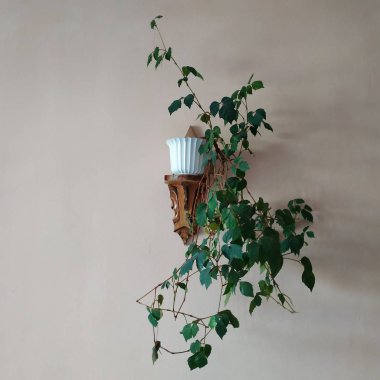 Crowton (lattır. Crton) - Euphorbia (Euphorbiaceae) familyasının bitki cinsi)