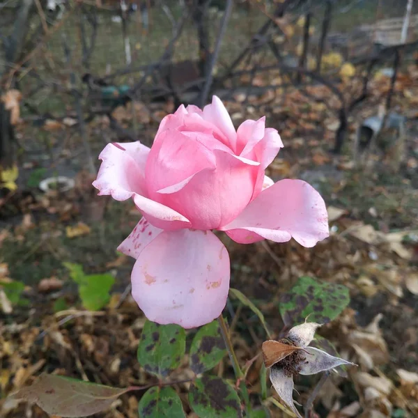 Rosa Rosa Silvestre Rosa Género Forma Cultural Las Plantas Familia — Foto de Stock