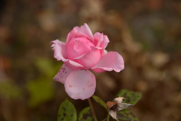 Rosa Wildrose Rosa Die Pflanzengattung Und Kulturform Der Rosafarbenen Familie — Stockfoto
