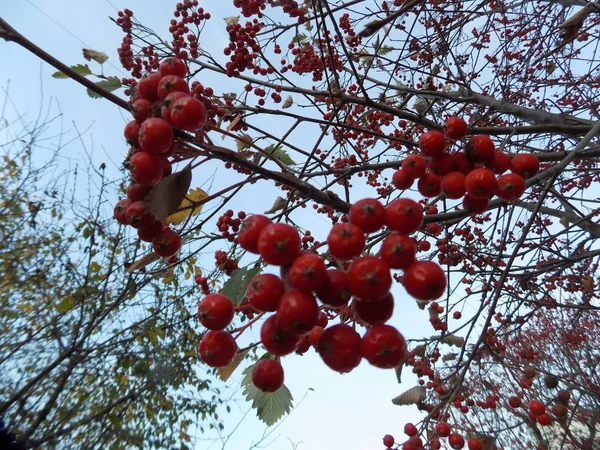 Yaygın Mantar Kırmızı Frenk Üzümü Latin Viburnum Opulus — Stok fotoğraf