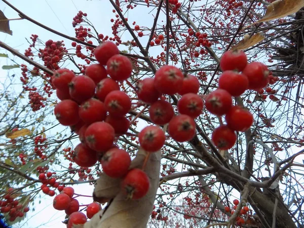 Vanlig Svamp Röda Vinbär Latin Viburnum Opulus — Stockfoto