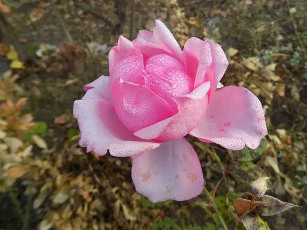 Rosa Mawar Liar Rosa Genus Dan Bentuk Budaya Tanaman Dari — Stok Foto