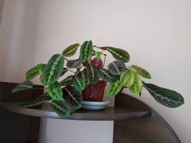 Crowton (lattır. Crton) - Euphorbia (Euphorbiaceae) familyasının bitki cinsi)