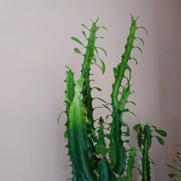 Cactus Cactaceae Familia Plantas Suculentas Del Orden Del Clavel Caryophyllales — Foto de Stock