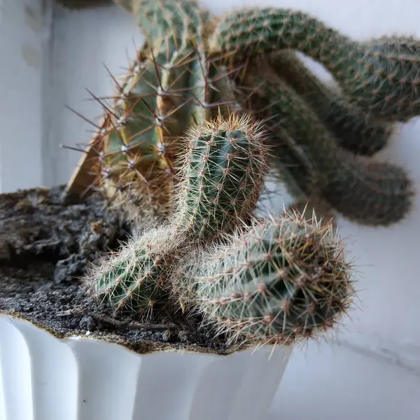 Cactus Cactaceae Οικογένεια Των Χυμωδών Φυτών Της Τάξης Του Γαρύφαλλου — Φωτογραφία Αρχείου