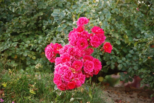 Rosa Divoká Růže Rosa Rod Kulturní Forma Rostlin Růžové Rodiny — Stock fotografie