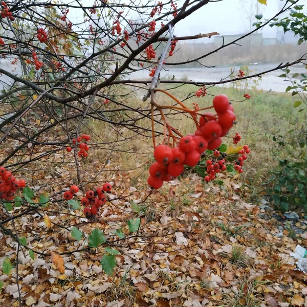 Cogumelos Comuns Groselha Vermelha Latim Viburnum Opulus — Fotografia de Stock